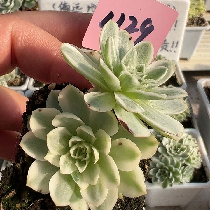 山地玫瑰锦秋夕1129号