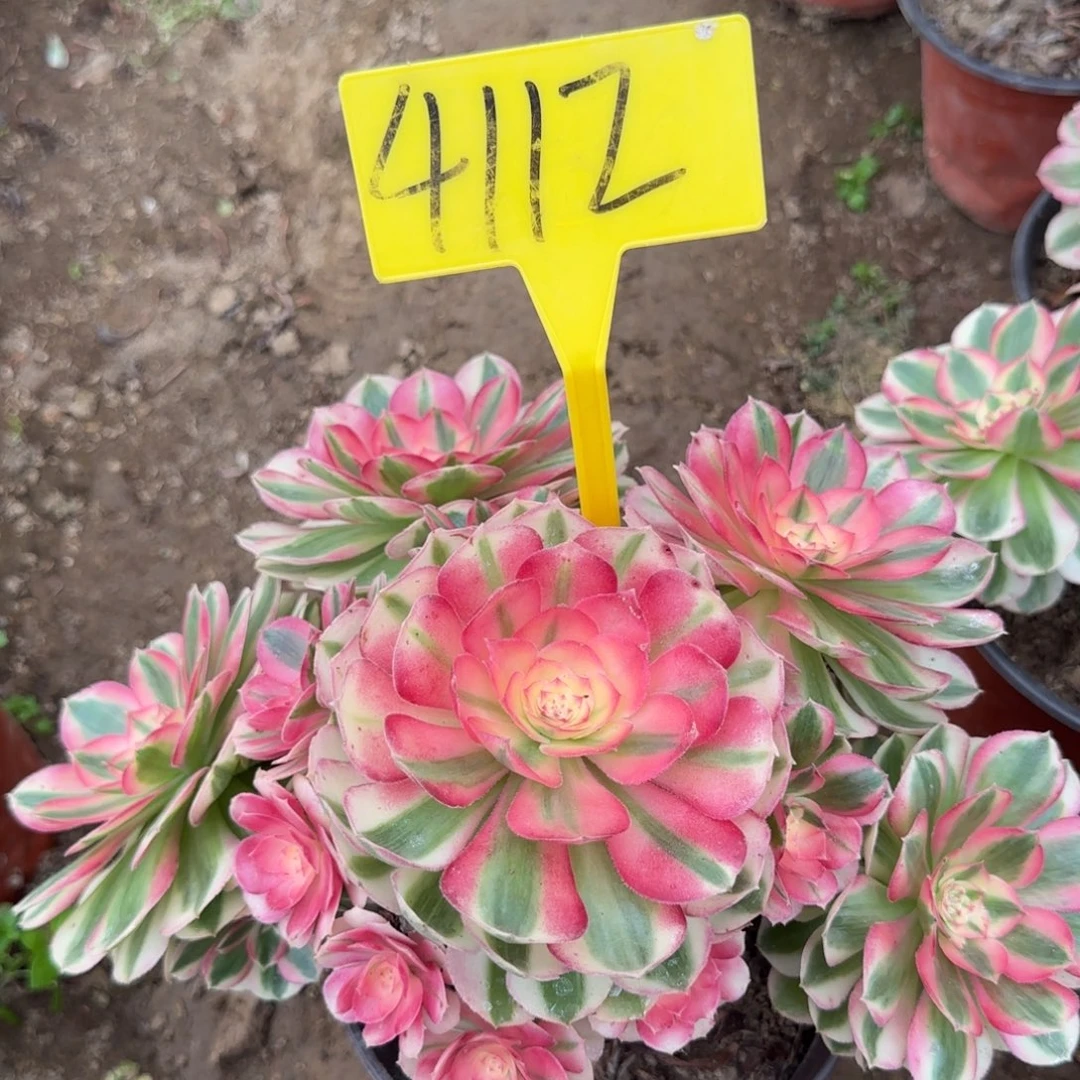 4112+-倾城之恋多头