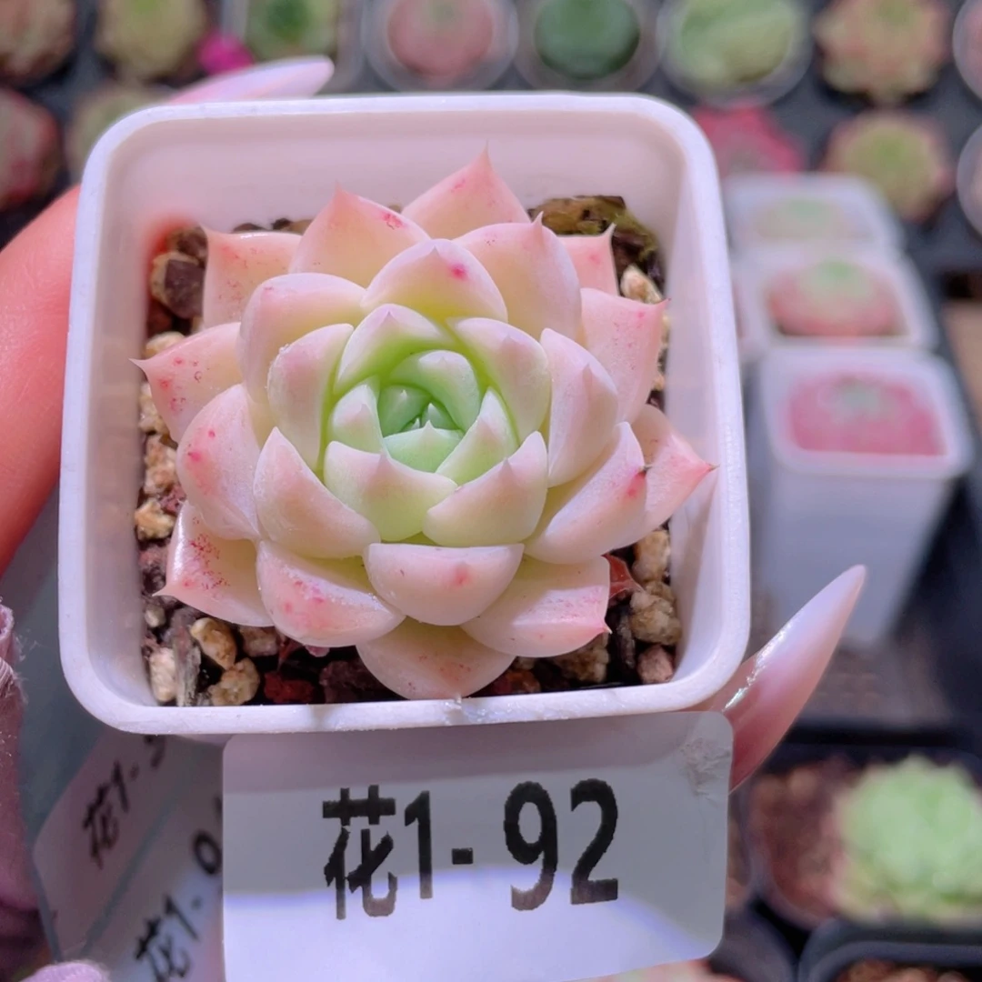 花利美1-92新品单头