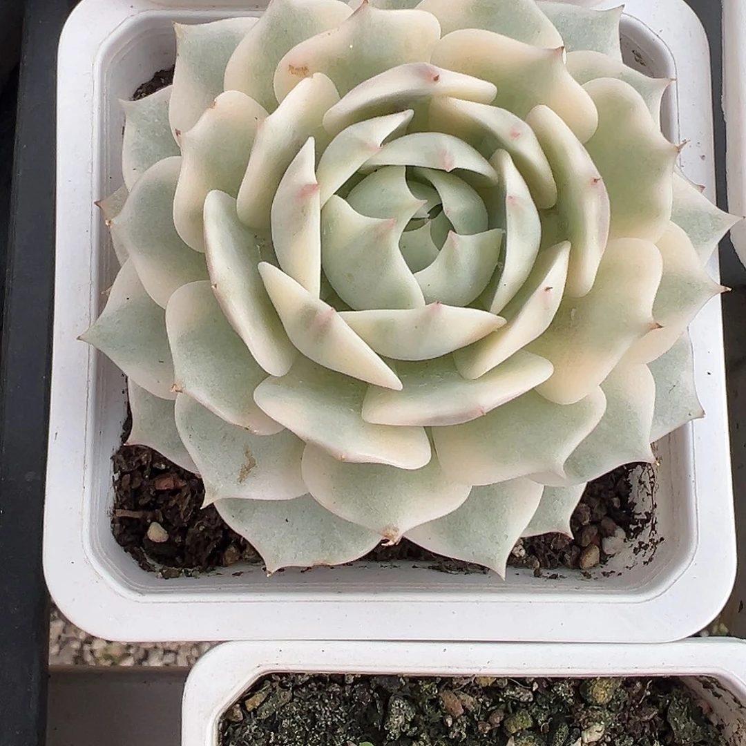 露娜连锦多肉植物