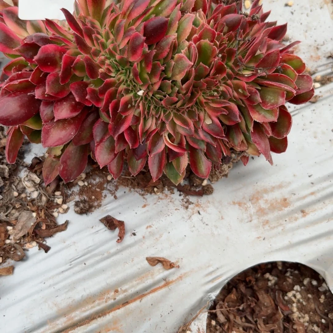 我8165 号多肉法师特价红秀