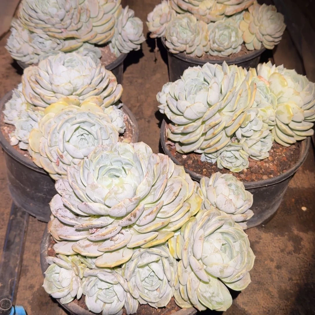 不开花植物加仑劳林