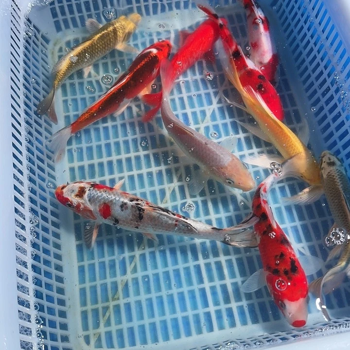 锦鲤锦鲤锦鲤锦鲤锦鲤