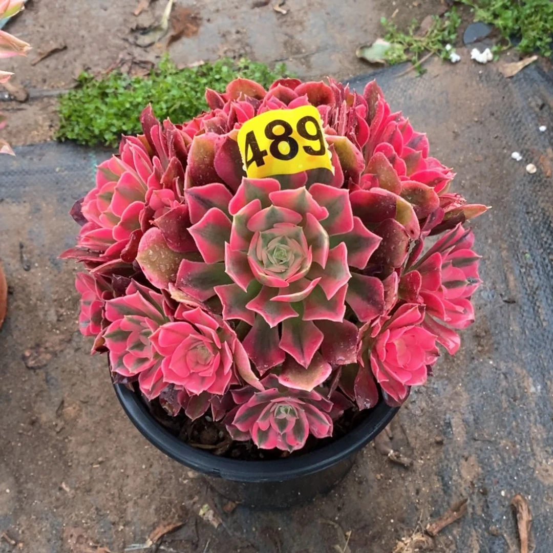 香妃多肉植物489