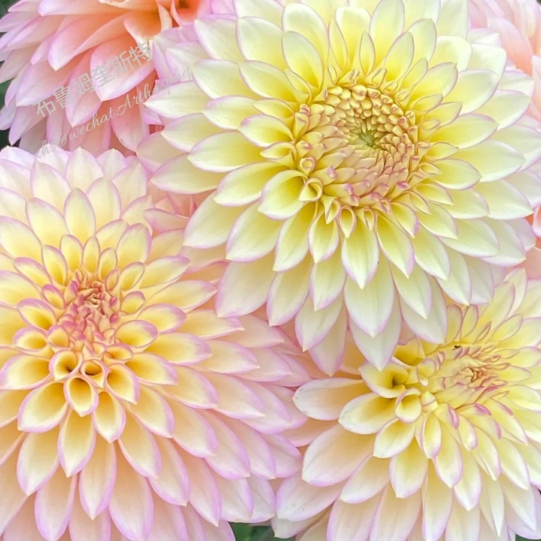 （布鲁姆）进口大丽花种球  送肥料