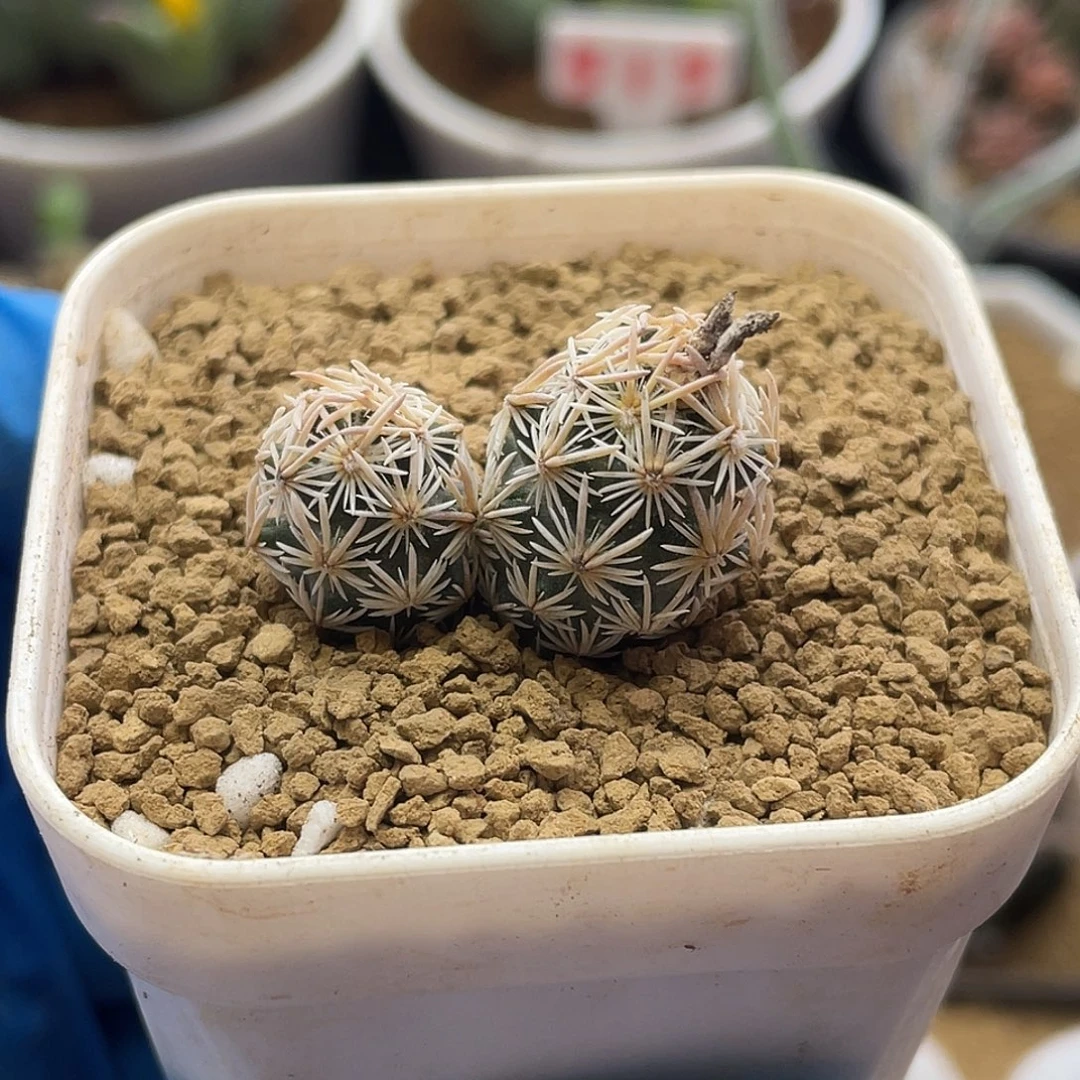 实生双头紫王子开花母本株