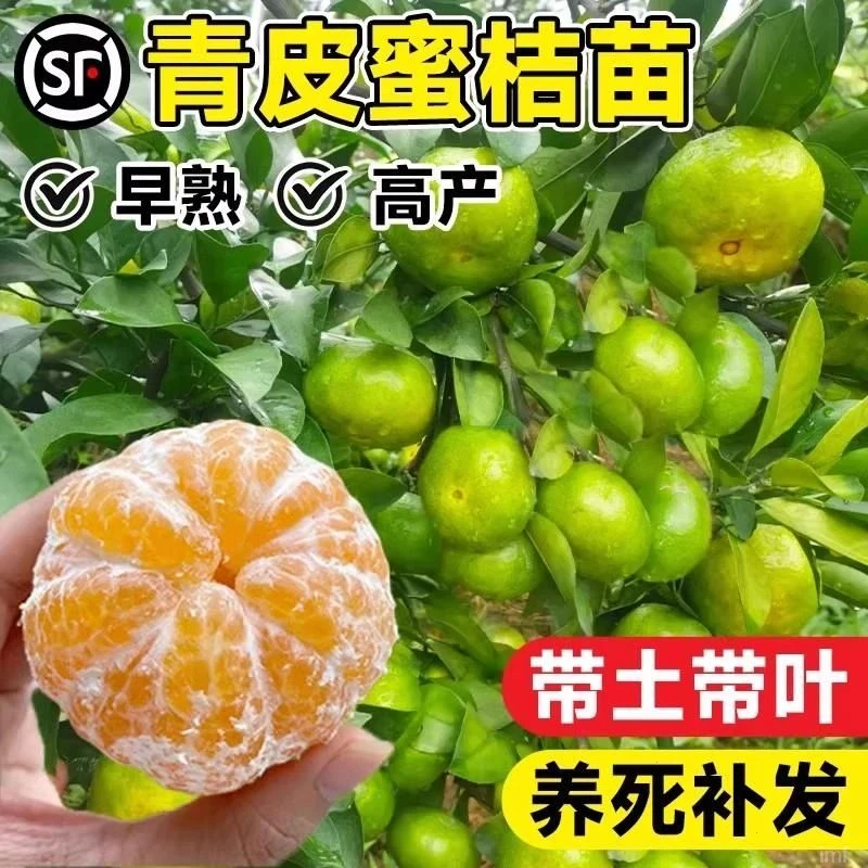 青皮橘子早熟蜜桔耐寒树果树果苗嫁接南北方种植水果四季当年结果