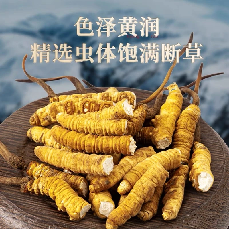 【藏雪专属-大断草】正宗虫草大断草滋补高性价比AAA