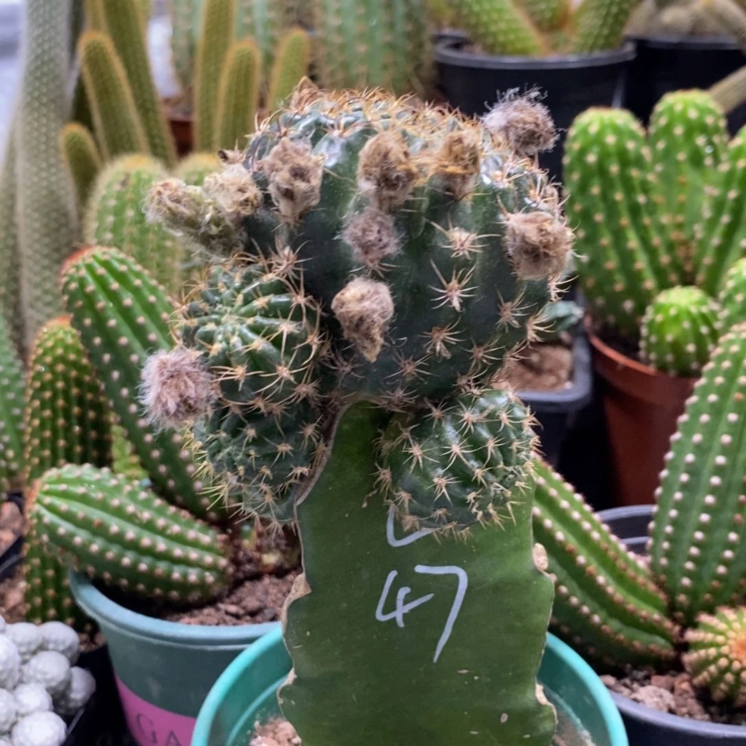 瑞****务新品丽花L47母本一物一拍1