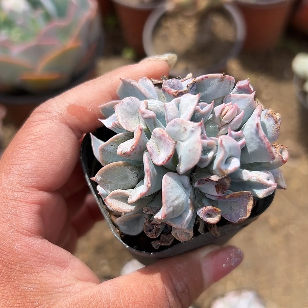 7**肉多肉植物多肉植物