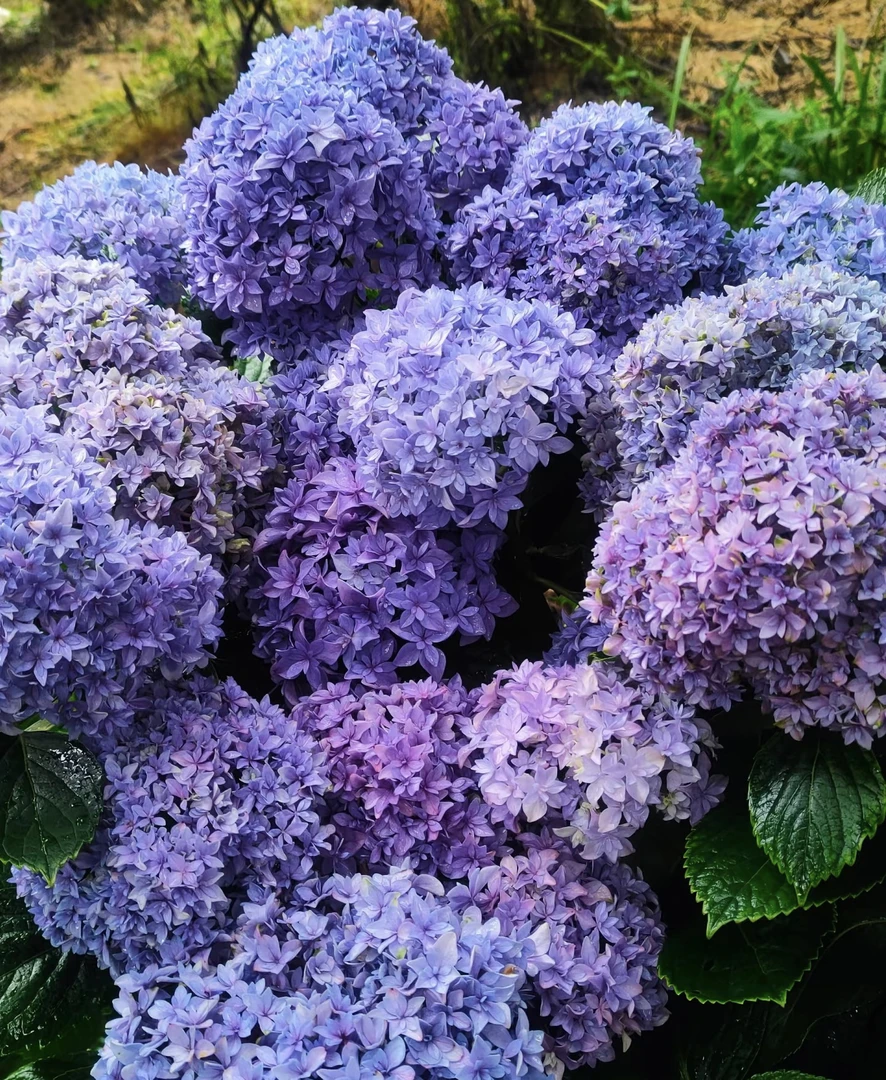 【重瓣绣球花】 不挑品种 盆栽花 花期长花量大 好养活 老桩子
