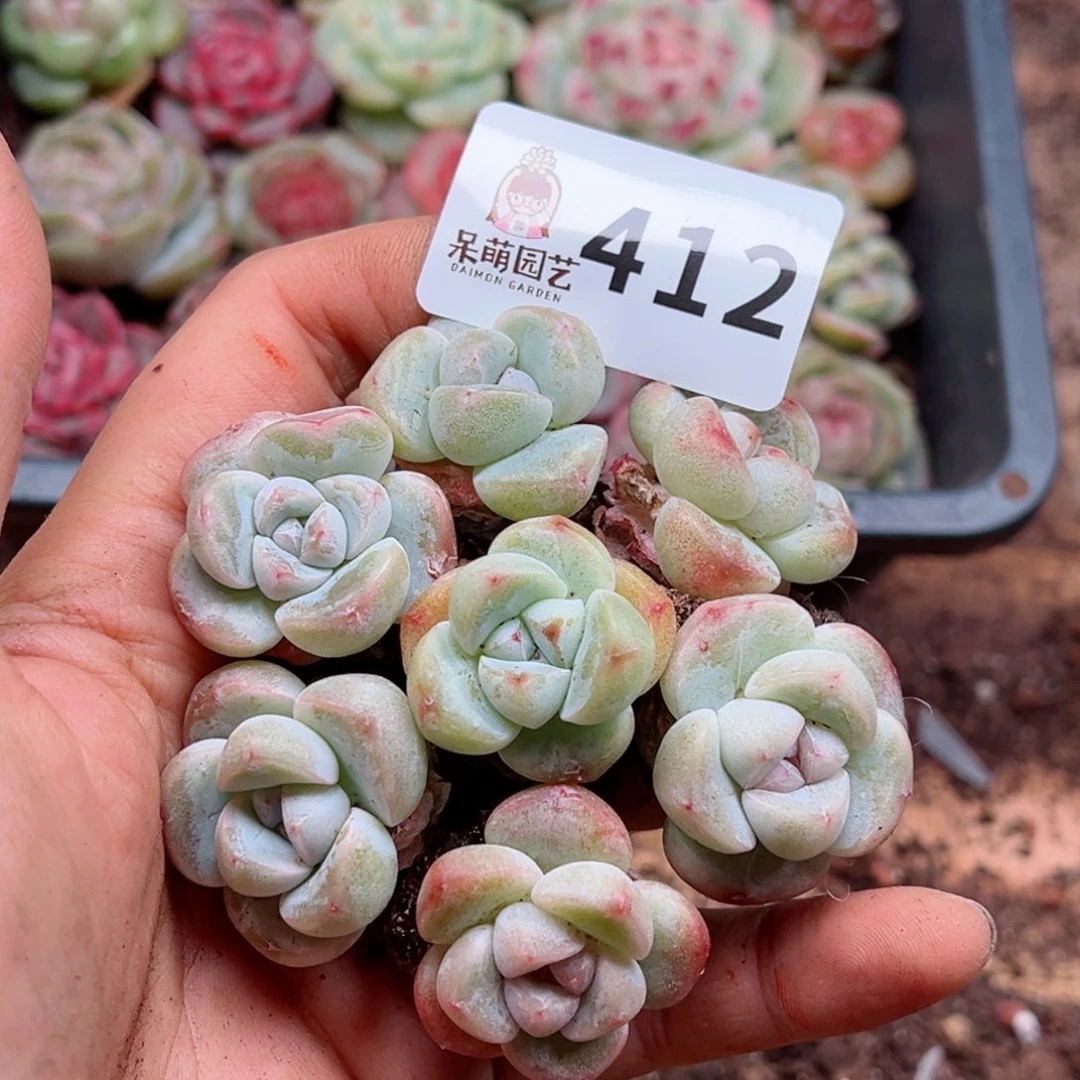 多肉植物多肉植物