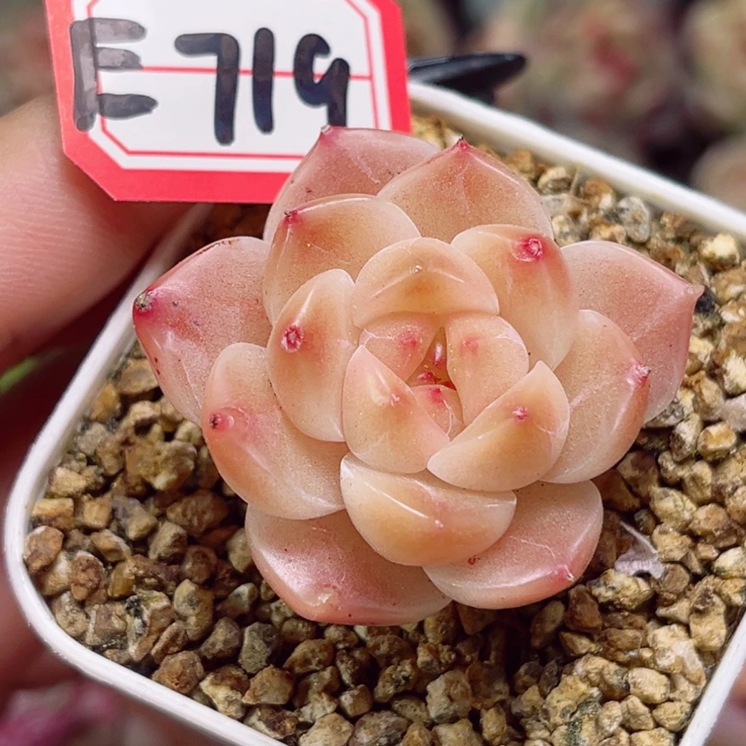 E719一物一拍 精控冰魄