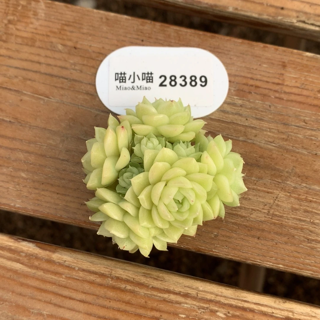 悠*、多肉植物麦秆珍妮