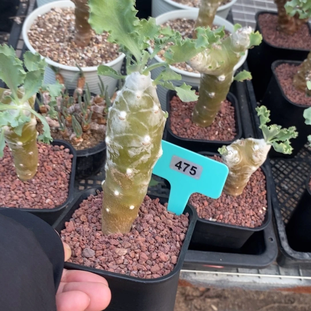 雪鹿厚炖菊多肉植物