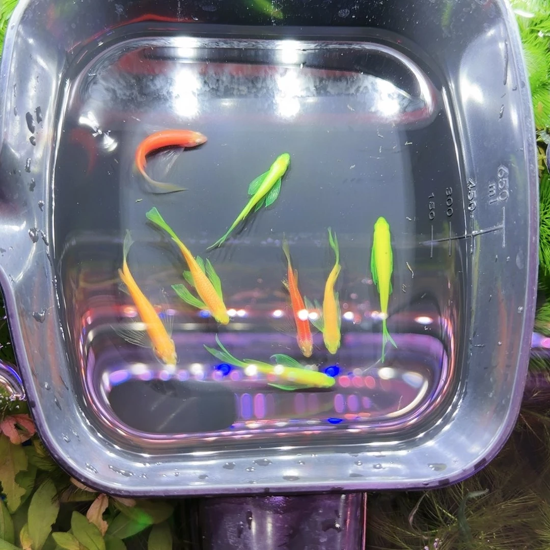 斑马鱼蝶亦斑马20条(14条送6条备损)