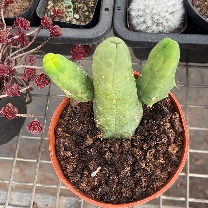 我也不知道我为什么要