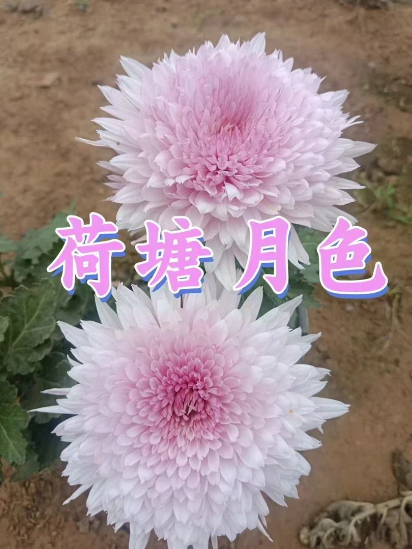 荷塘月色中大花型无花苞菊花盆栽庭院好养活