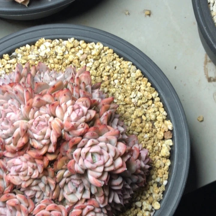 静*肉25////////////////