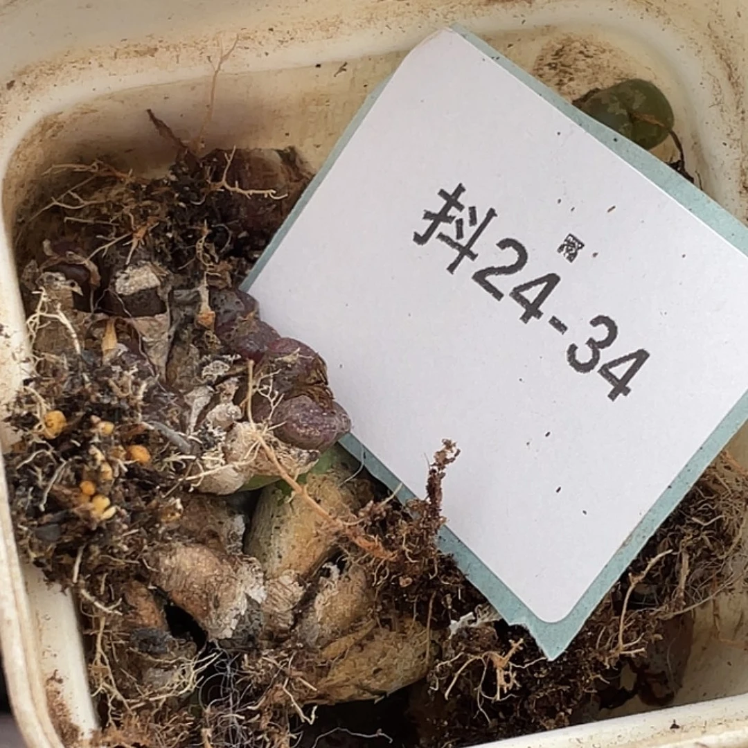 是***～24-34勋章多肉植物