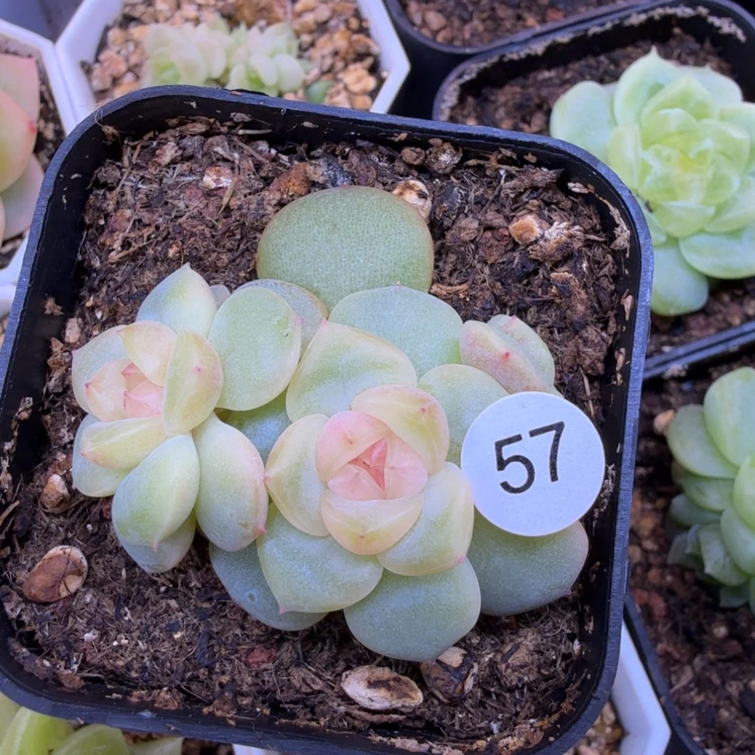 57号荔枝3头一物一拍