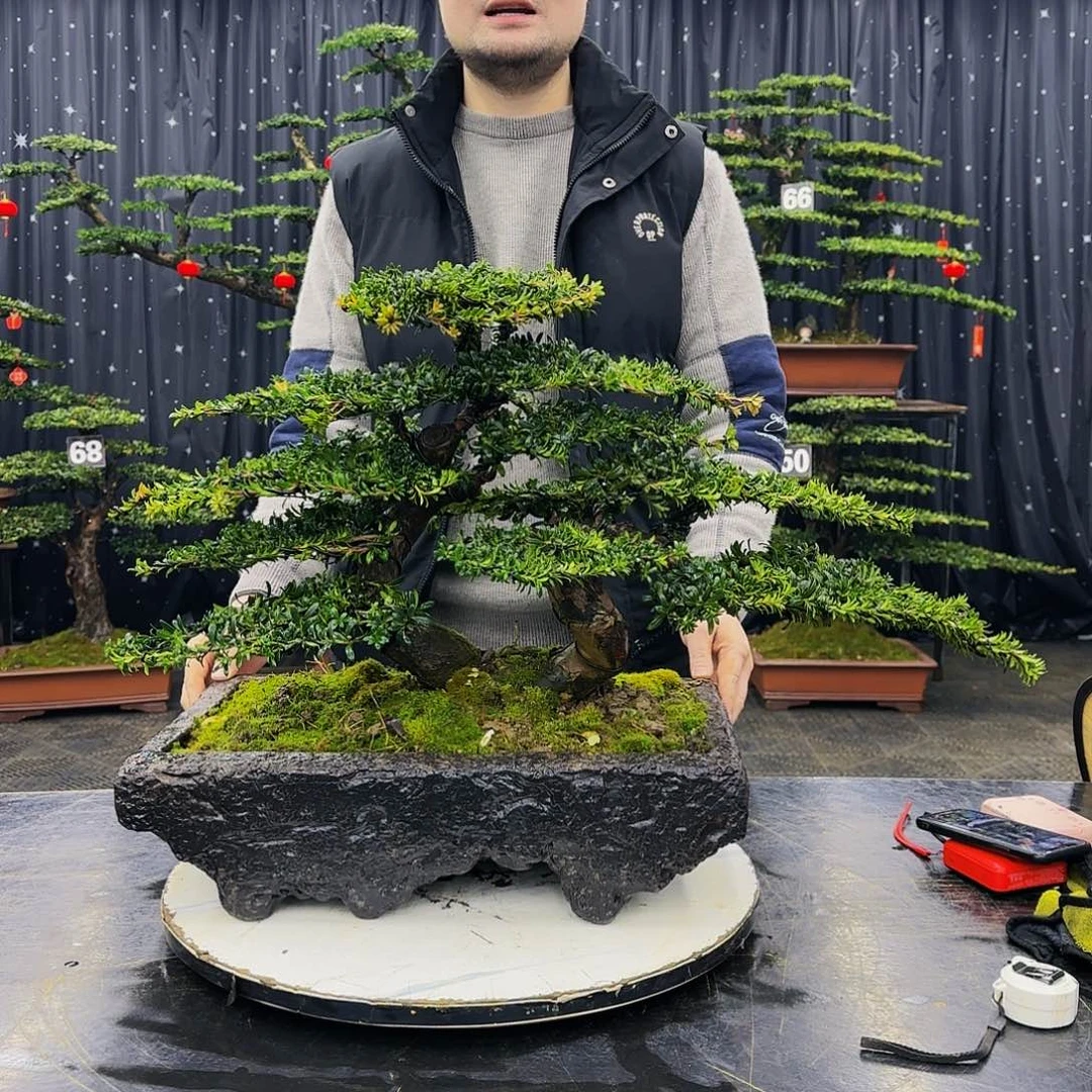 松树柏树造型盆景