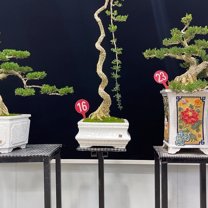 以实际为准精品黄杨老桩