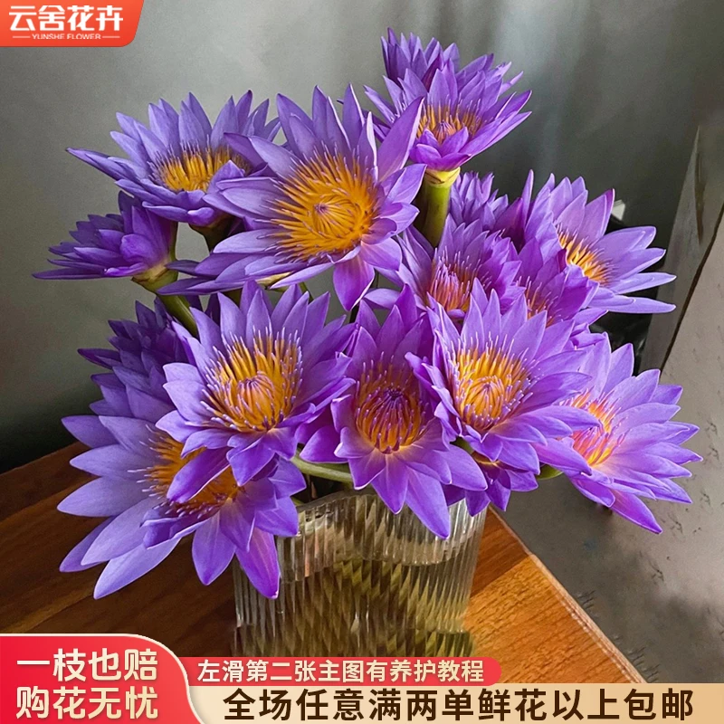 【云舍花卉】剥外瓣深水养【紫色睡莲】全场任意满两单及以上鲜花