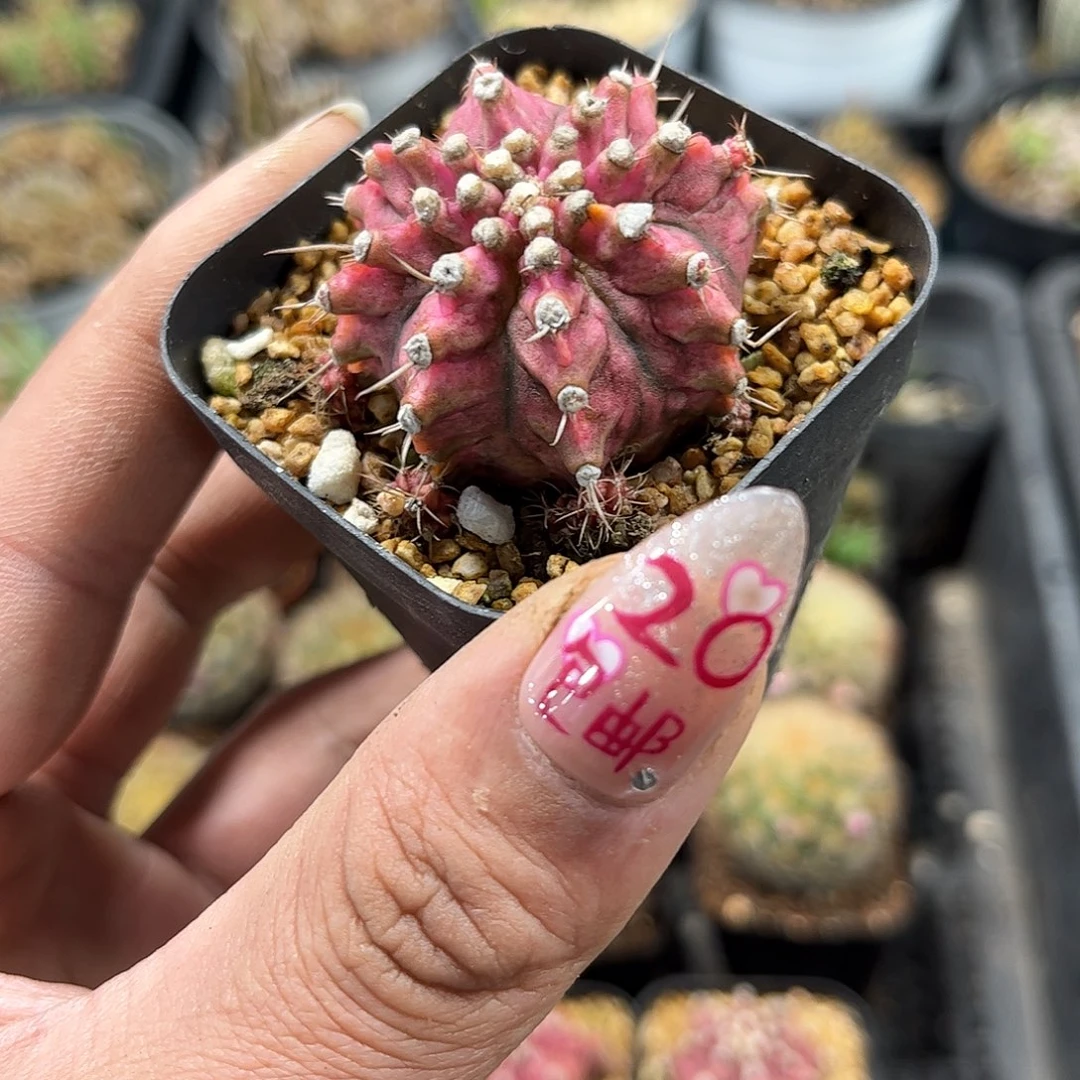 海神钻石锦单头发货有根