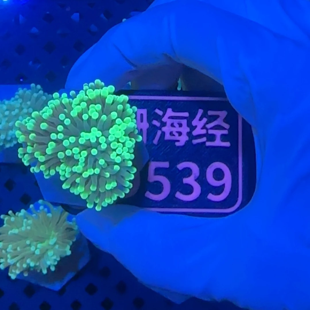 绍***佳纽扣珊瑚又又不包邮脱藻黑火柴D539
