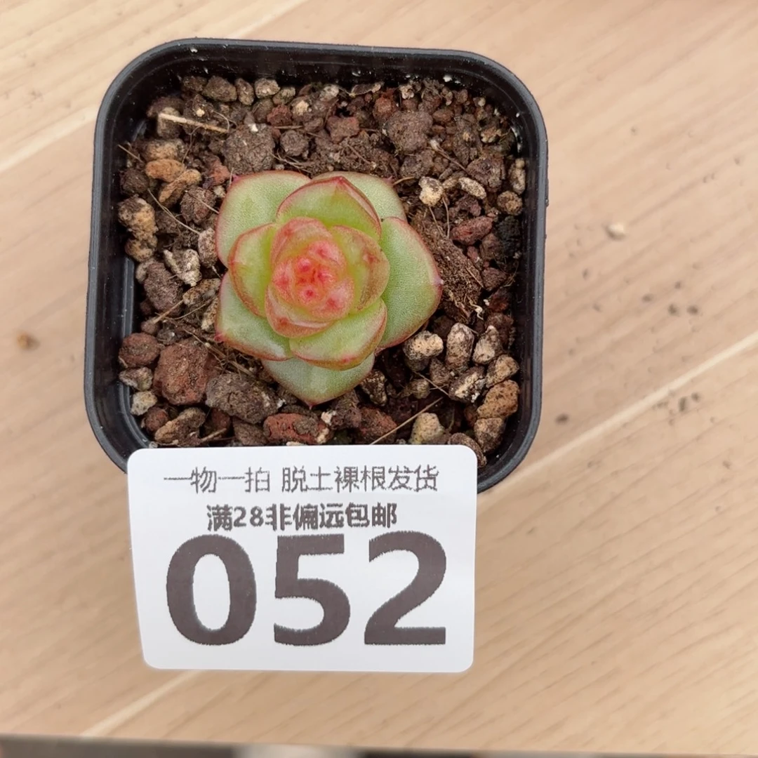 玉玲珑单头无盆土发货