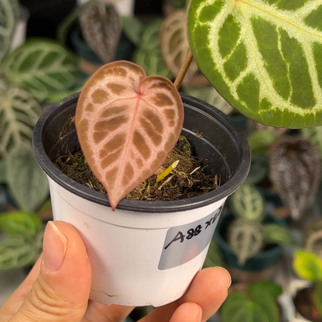 无花朵001 A88杂红水晶