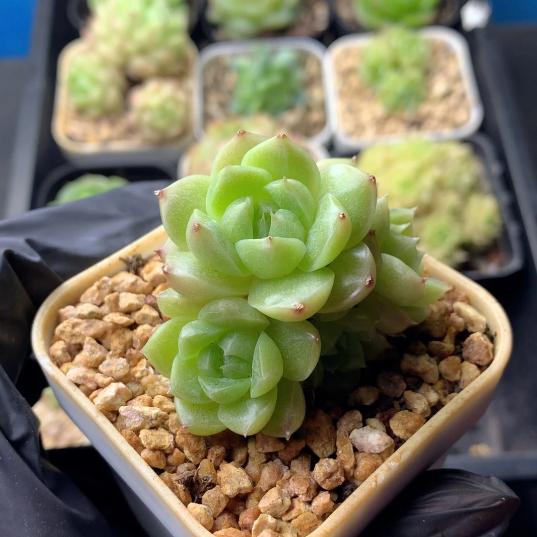 58包邮  群生不包整 126