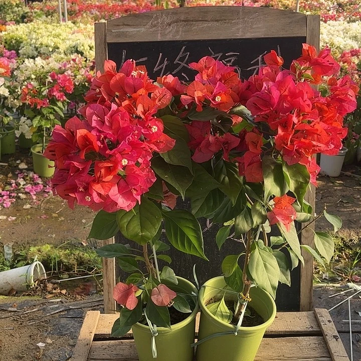 完全开放三角梅米奇