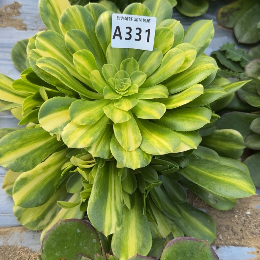 麻**?331五彩琉璃寄养到秋