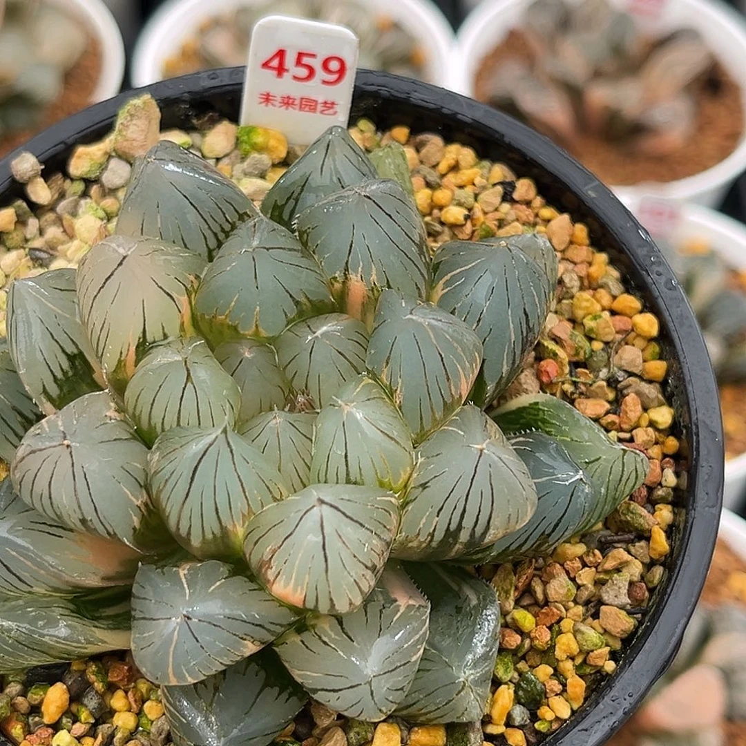 459om玉露锦玉露一物一图