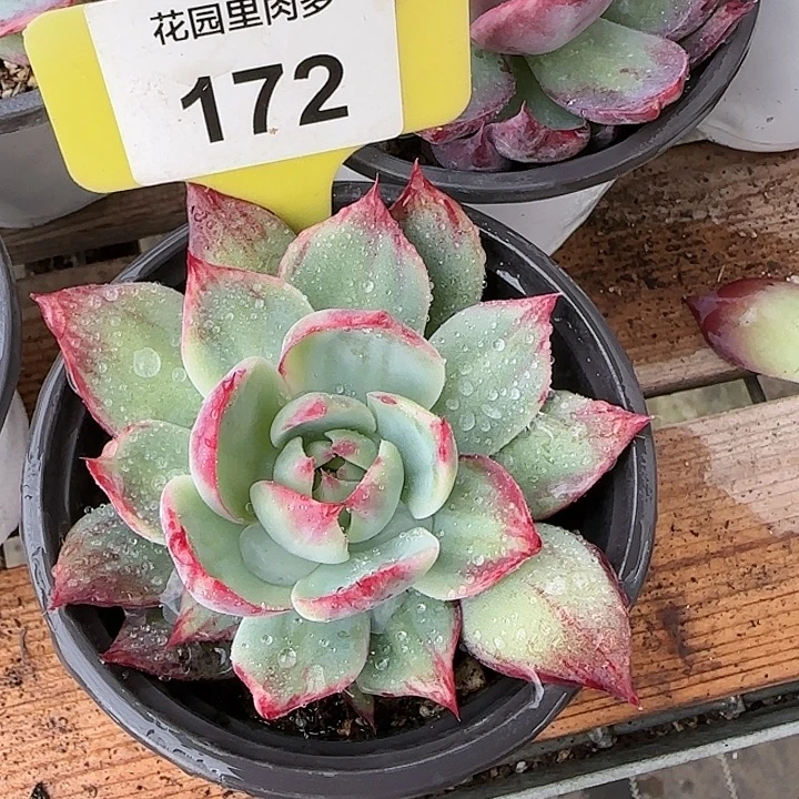 172 惊鸿仙子多肉植物6-9cm