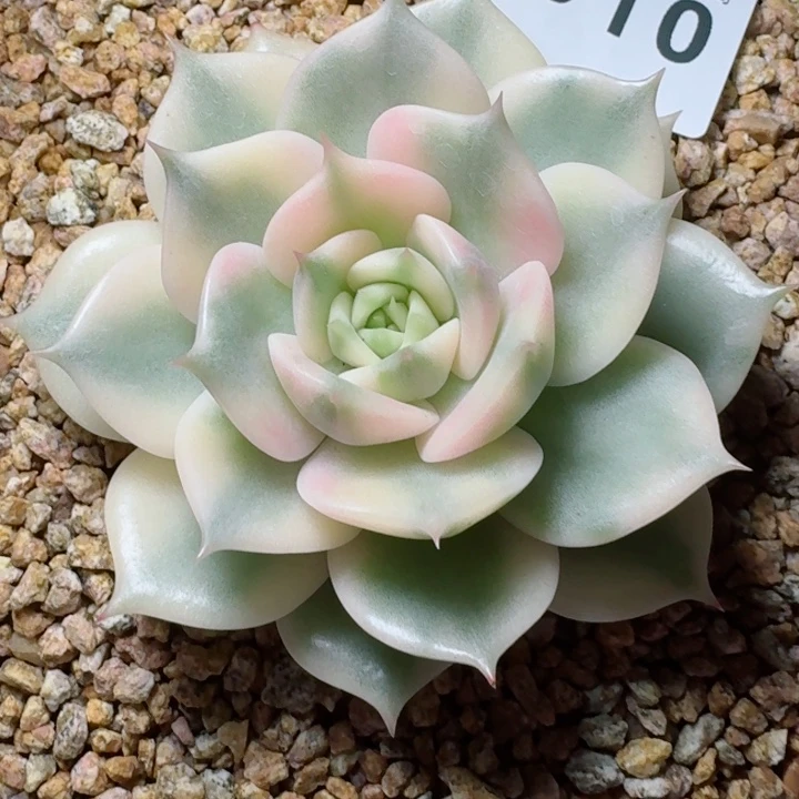 贝加尔湖锦         精控精养多肉植物