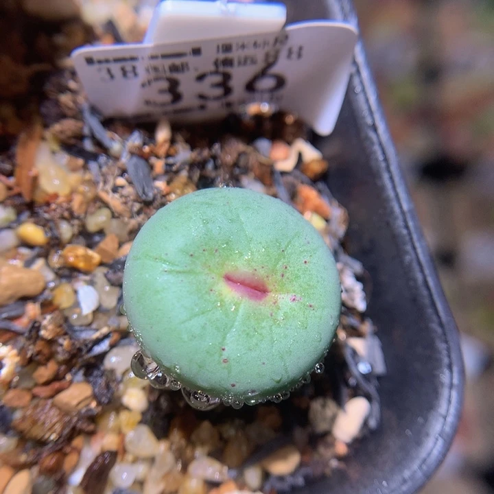 S精品生石花.336大