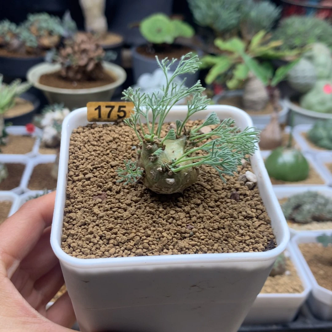 白皮月界带盆多肉175