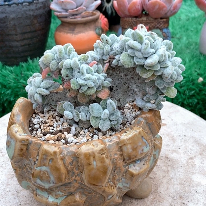 雪晃星缀化带盆土