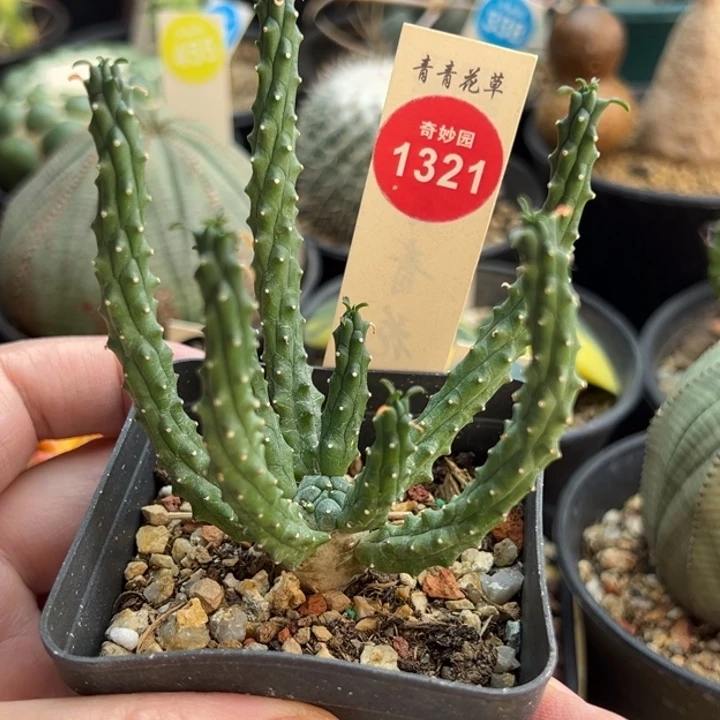 实生九头龙一棵仙人球