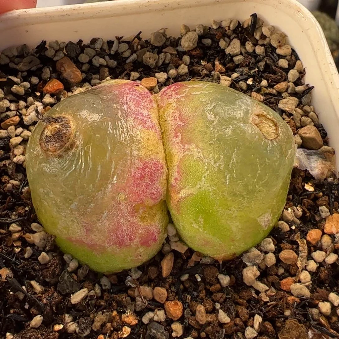 115多肉植物组合