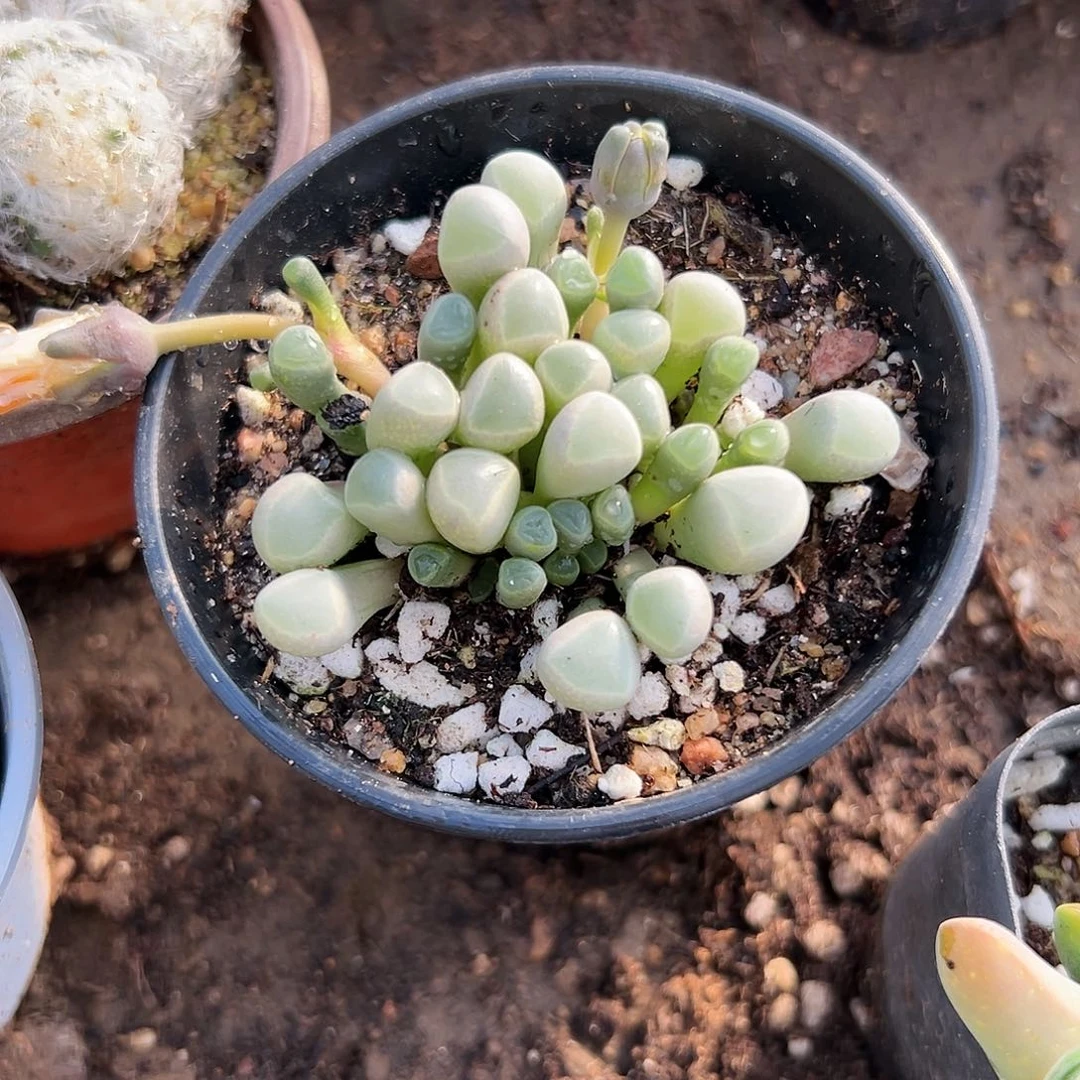 多肉植物五十灵玉