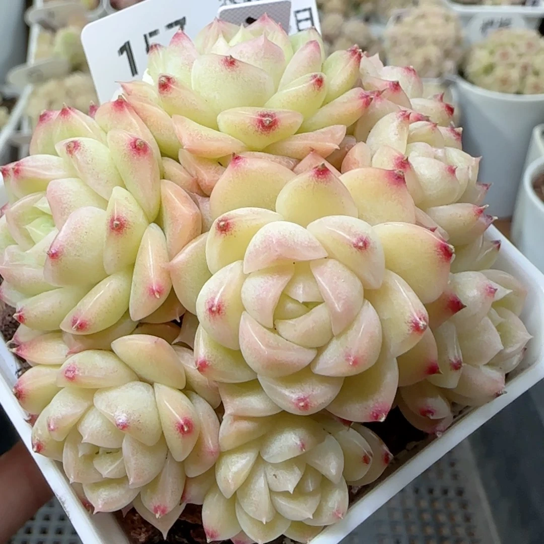 【闪购商品】0223-157（xpp-280）