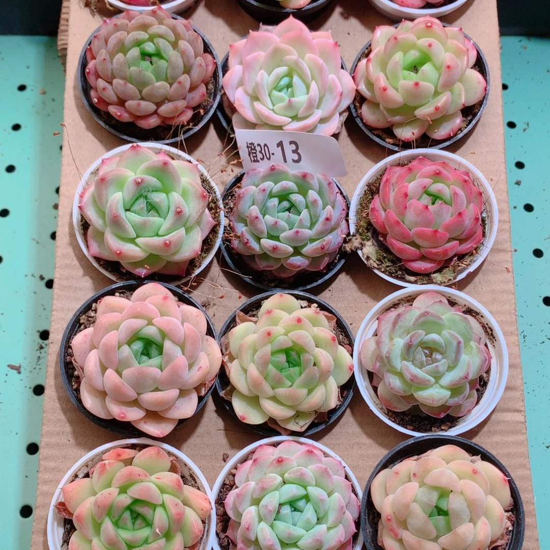 30-13一物一拍带盆18颗