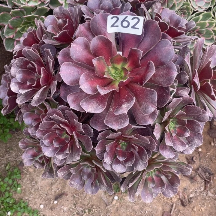 无花朵262多肉植物华纳