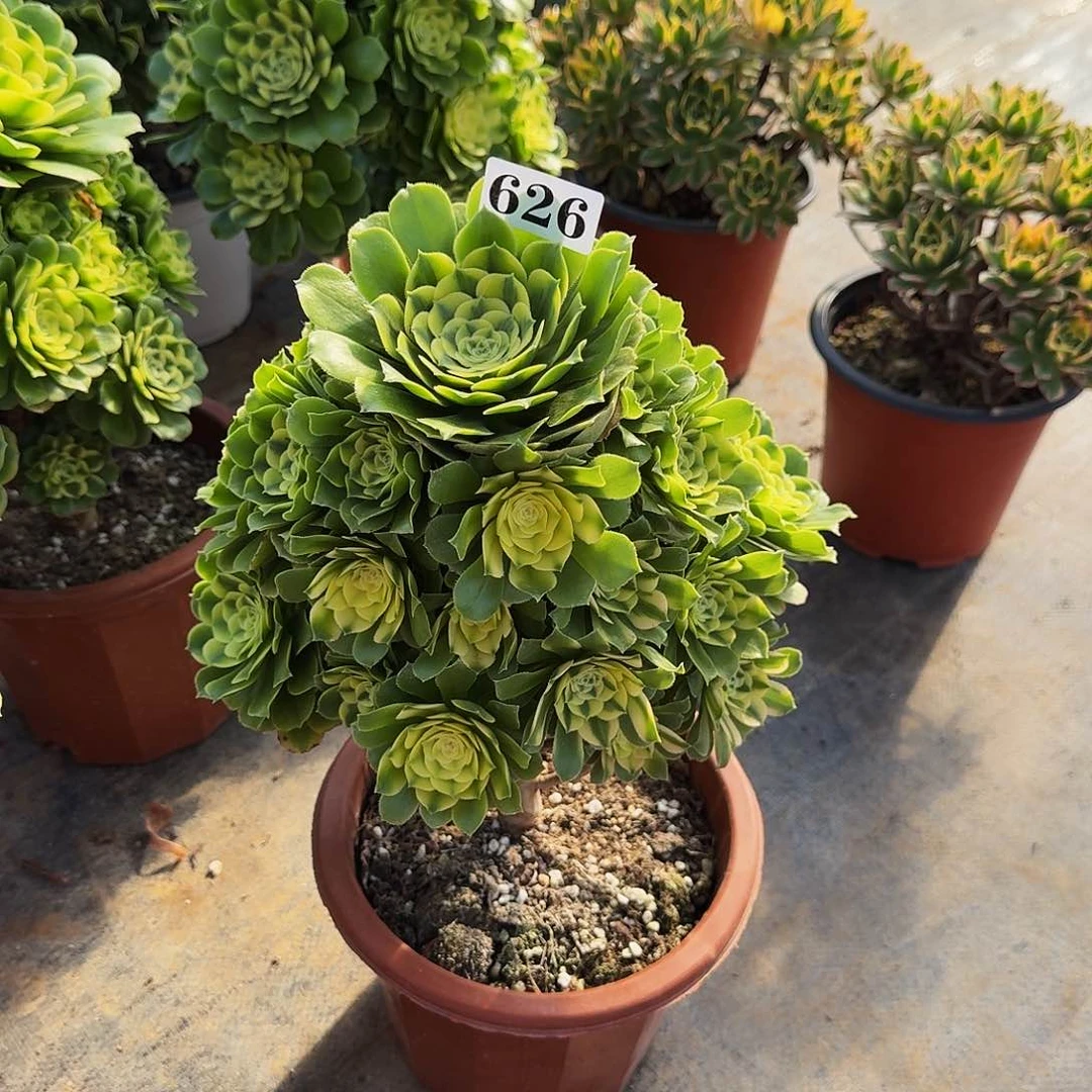 626星尼亚法师多肉