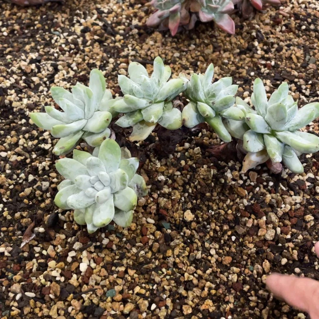 丸叶小花朵拇指粗桩群生