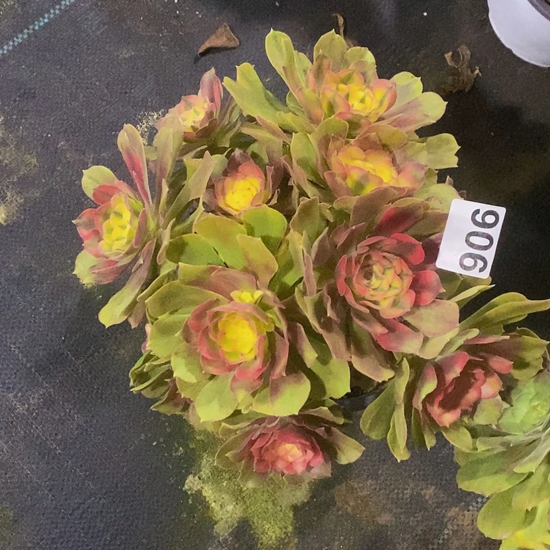 906香妃冠服25公分